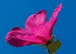 hibiscus_fleur_nature