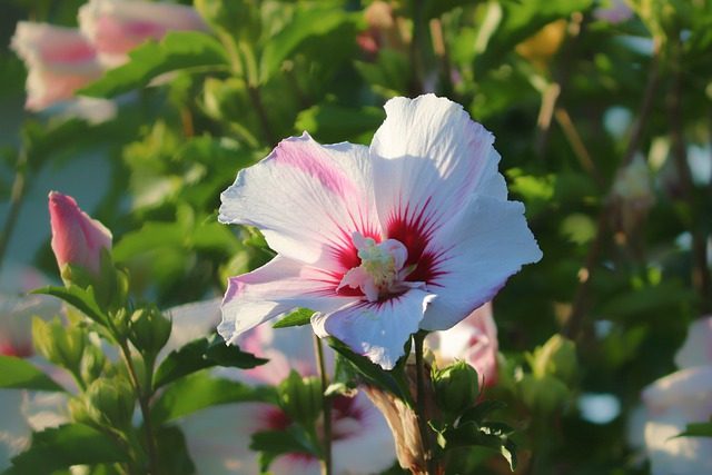 hibiscus blanc nature az