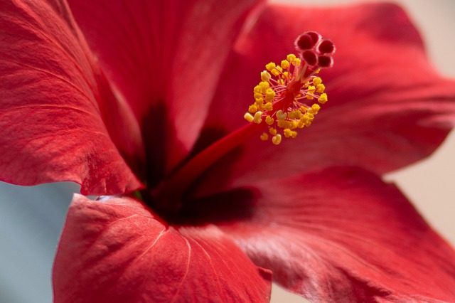 Hibiscus tisane nature az